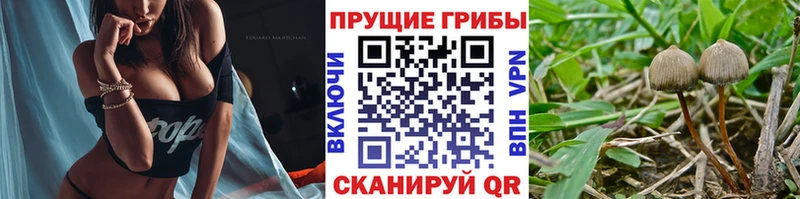 Галлюциногенные грибы Psilocybine cubensis Балаково